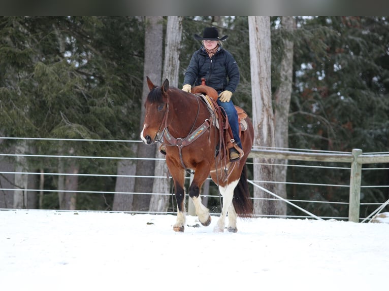 Paint Horse Caballo castrado 9 años 150 cm in Clarion, PA