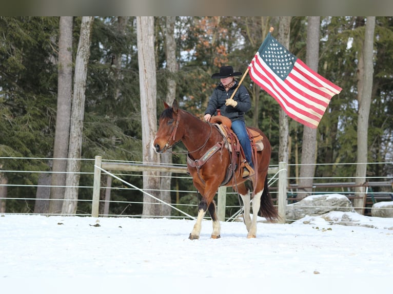 Paint Horse Caballo castrado 9 años 150 cm in Clarion, PA