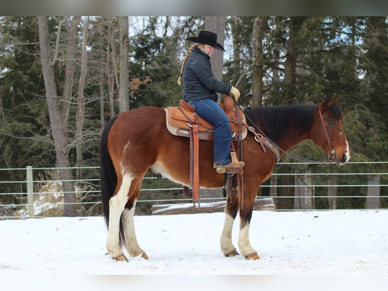 Paint Horse Caballo castrado 9 años 150 cm in Clarion, PA