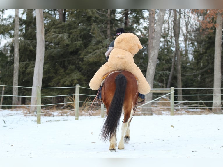 Paint Horse Caballo castrado 9 años 150 cm in Clarion, PA