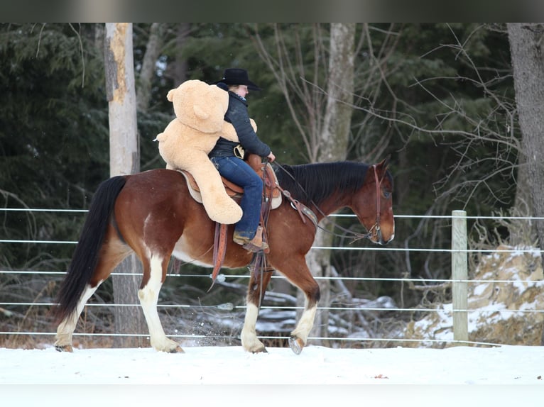 Paint Horse Caballo castrado 9 años 150 cm in Clarion, PA