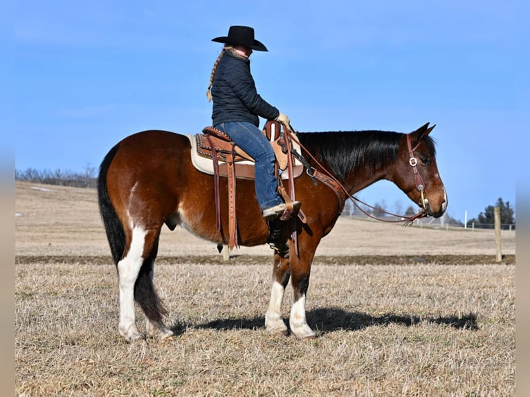 Paint Horse Caballo castrado 9 años 150 cm in Clarion, PA