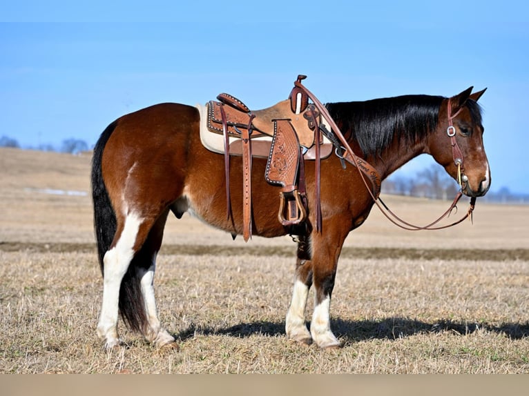 Paint Horse Caballo castrado 9 años 150 cm in Clarion, PA