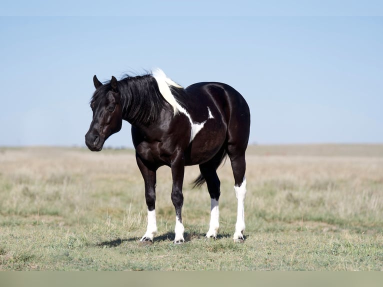 Paint Horse Caballo castrado 9 años 150 cm Negro in Canyon