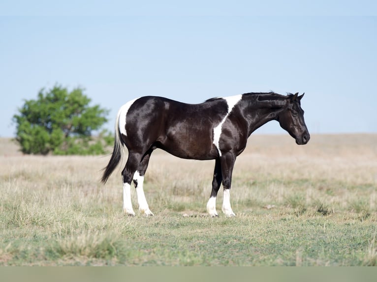 Paint Horse Caballo castrado 9 años 150 cm Negro in Canyon