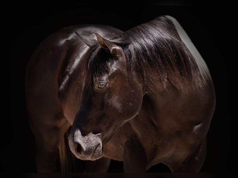 Paint Horse Caballo castrado 9 años 150 cm Negro in Canyon