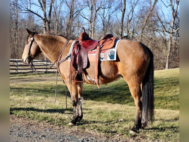 Paint Horse Caballo castrado 9 años 152 cm Buckskin/Bayo in Allentown, NJ