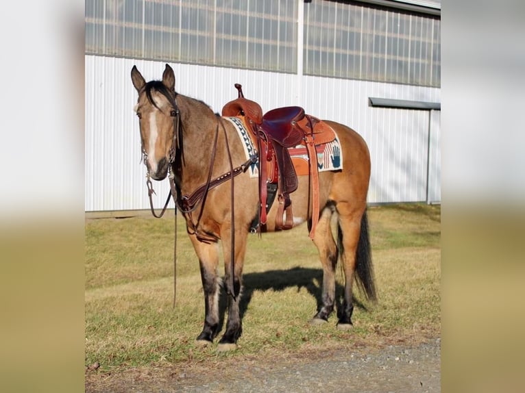 Paint Horse Caballo castrado 9 años 152 cm Buckskin/Bayo in Allentown, NJ