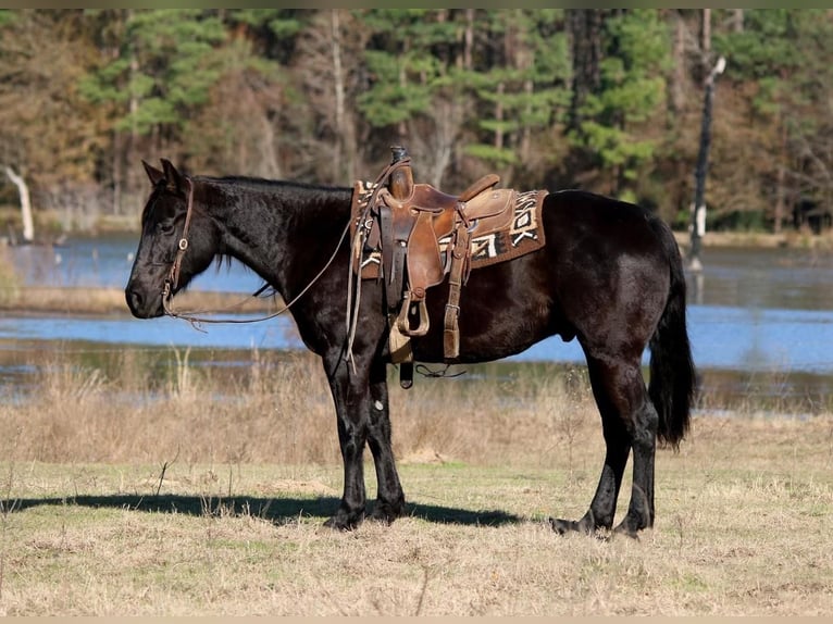 Paint Horse Caballo castrado 9 años 152 cm Negro in Carthage, TX