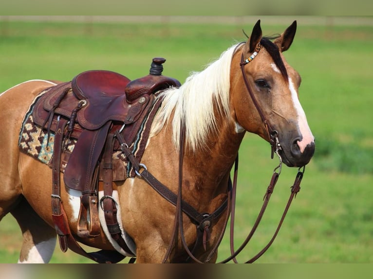Paint Horse Caballo castrado 9 años 152 cm in Joshua, TX