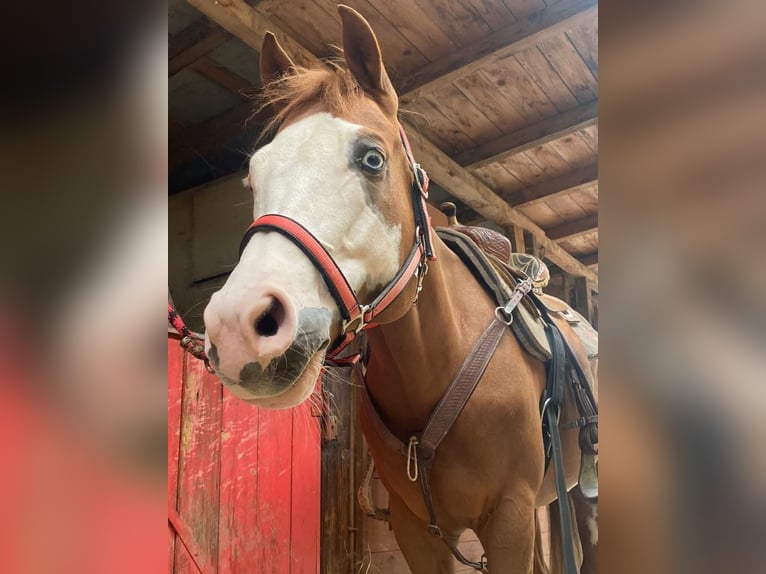 Paint Horse Caballo castrado 9 años 154 cm in Castrocaro Terme E Terra Del Sole