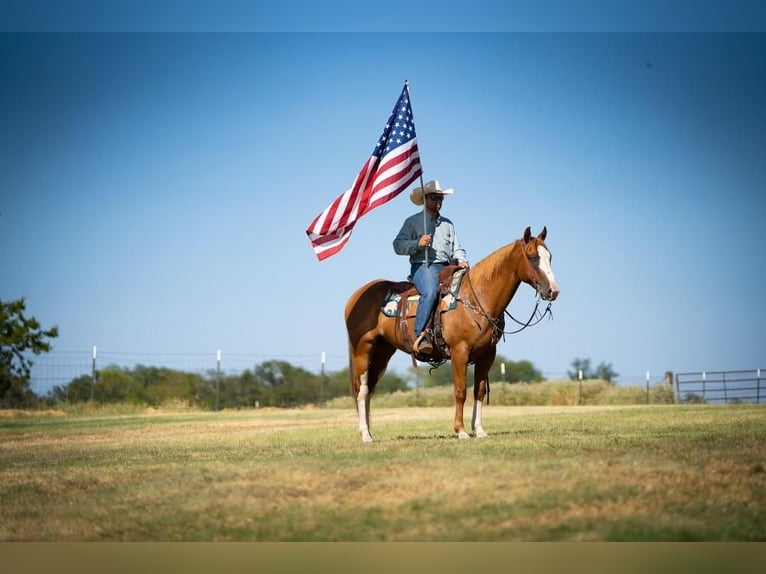Paint Horse Caballo castrado 9 años 155 cm Alazán rojizo in Mt Vernon, TX