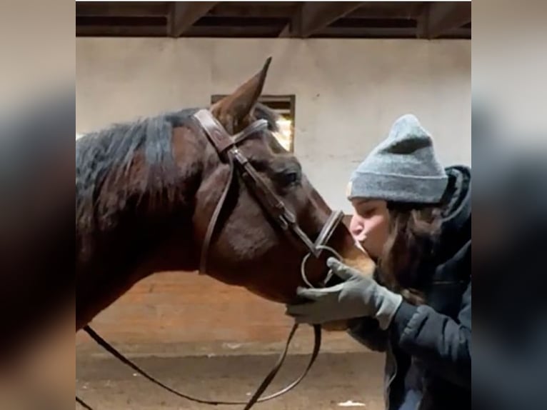 Paint Horse Caballo castrado 9 años 155 cm Alazán rojizo in Granby
