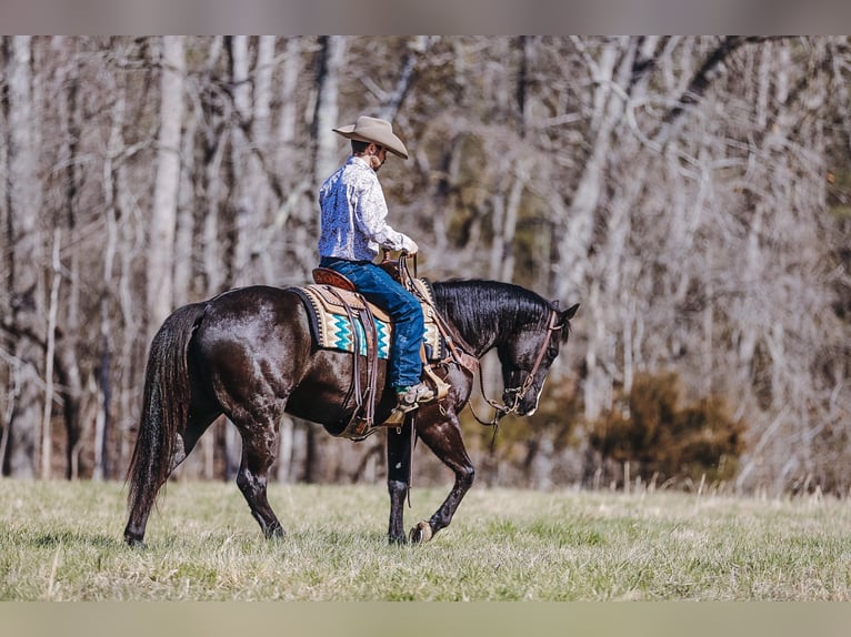 Paint Horse Caballo castrado 9 años 155 cm Negro in Lyles