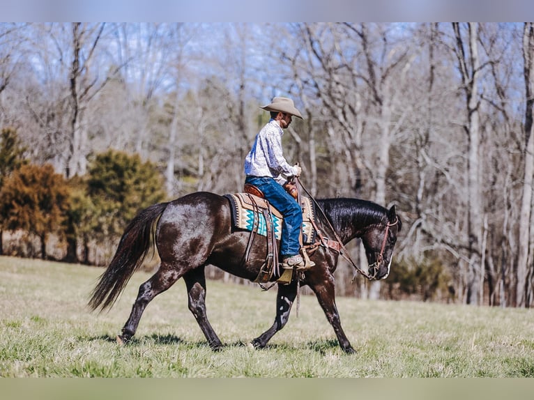 Paint Horse Caballo castrado 9 años 155 cm Negro in Lyles