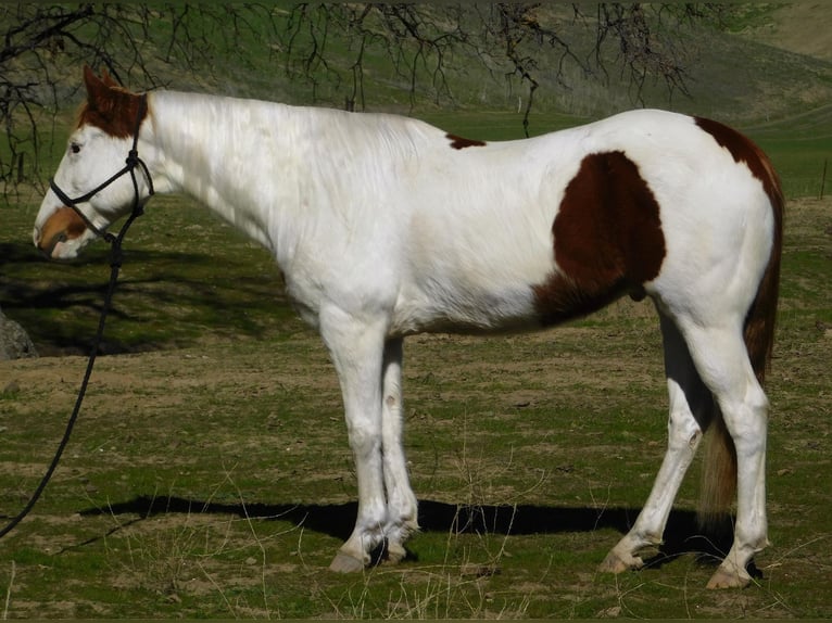 Paint Horse Caballo castrado 9 años 155 cm Tobiano-todas las-capas in Gielding