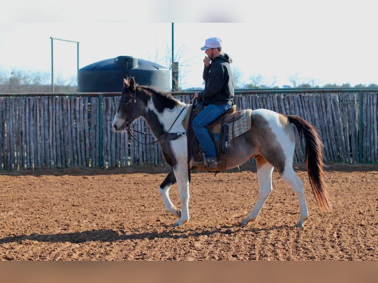 Paint Horse Caballo castrado 9 años 155 cm Tobiano-todas las-capas in Lipan TX