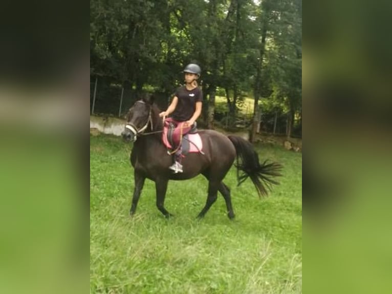 Paint Horse Caballo castrado 9 años 157 cm Negro in Saint Girons