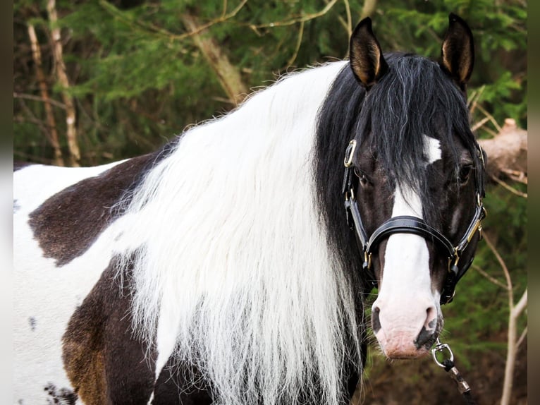 Paint Horse Caballo castrado 9 años 158 cm in Bad Kötzting