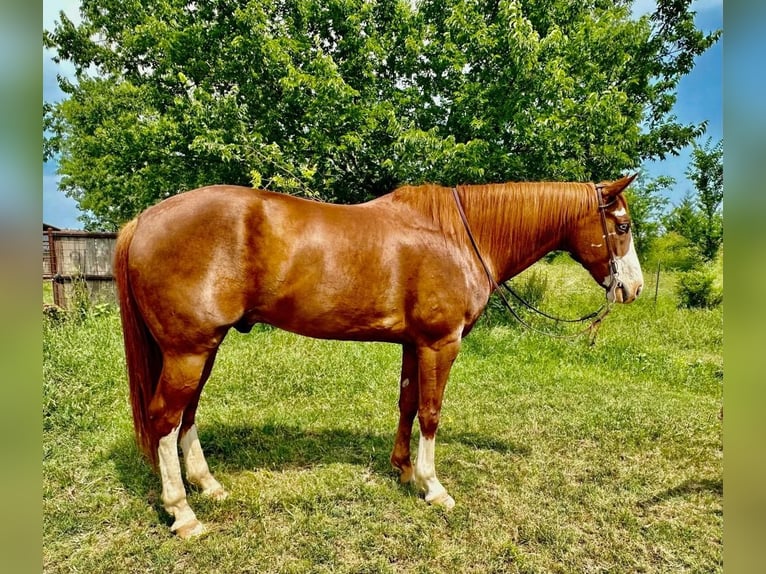 Paint Horse Caballo castrado 9 años 160 cm Alazán rojizo in Gainesville, TX