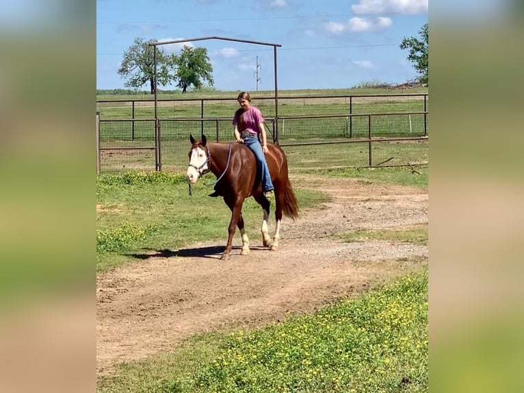 Paint Horse Caballo castrado 9 años 160 cm Alazán rojizo in Gainesville, TX