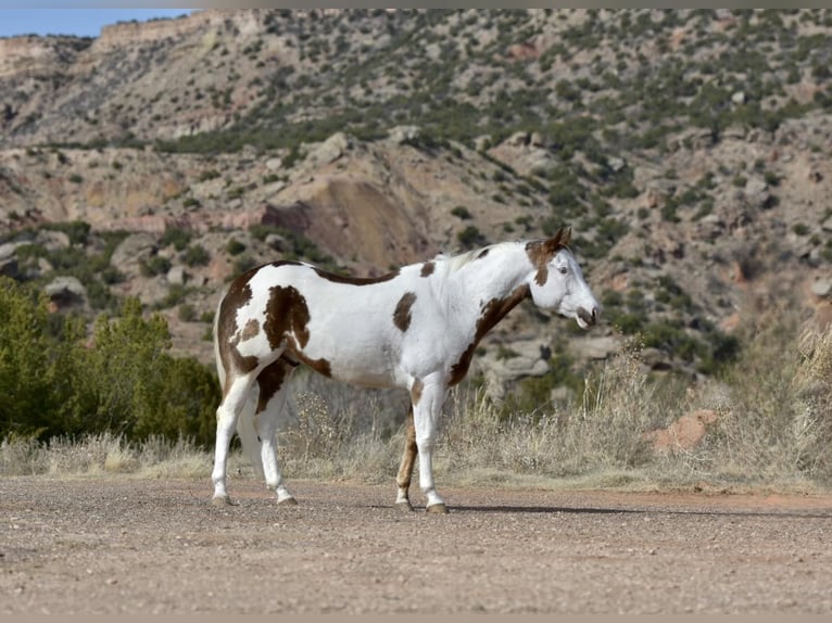 Paint Horse Caballo castrado 9 años 163 cm Alazán-tostado in Lisbon IA