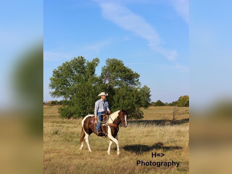 Paint Horse Mestizo Caballo castrado 9 años 163 cm in Glencoe, OK