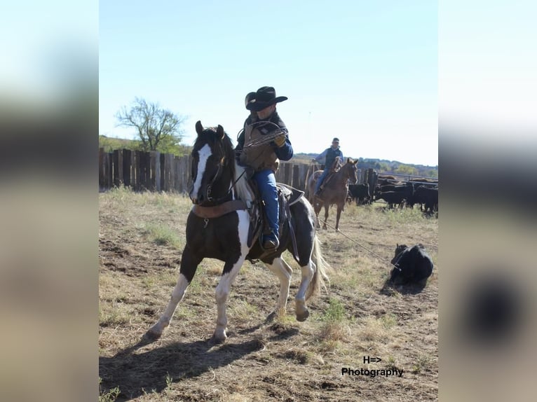 Paint Horse Mestizo Caballo castrado 9 años 163 cm in Glencoe, OK