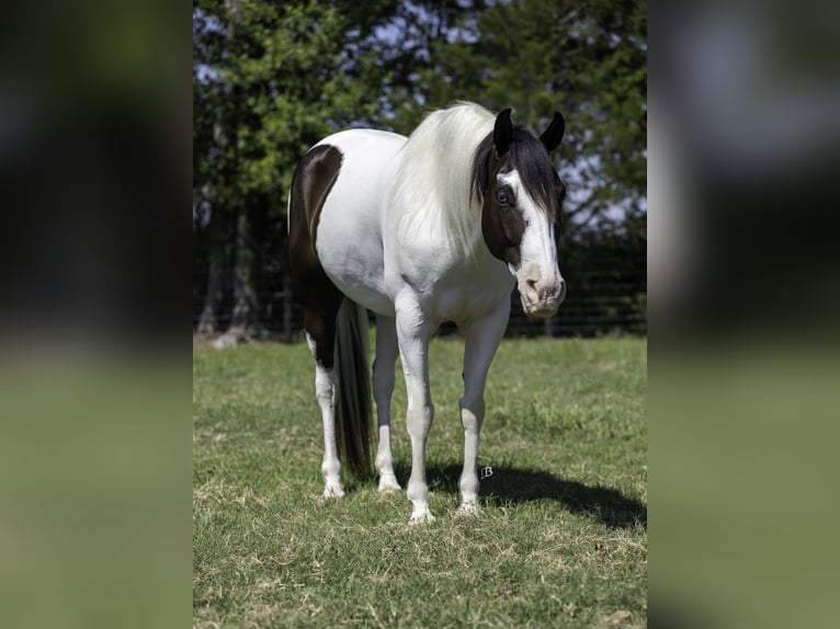 Paint Horse Caballo castrado 9 años 163 cm Tobiano-todas las-capas in Lufkin, TX