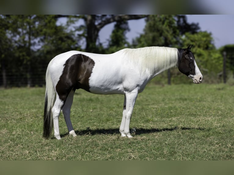 Paint Horse Caballo castrado 9 años 163 cm Tobiano-todas las-capas in Lufkin, TX