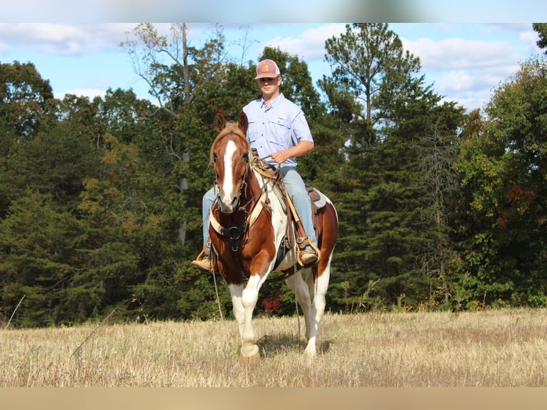 Paint Horse Caballo castrado 9 años 163 cm Tobiano-todas las-capas in Cherryville NC