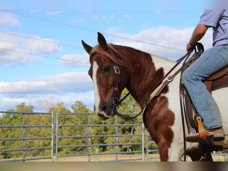 Paint Horse Caballo castrado 9 años 163 cm Tobiano-todas las-capas in Cherryville NC