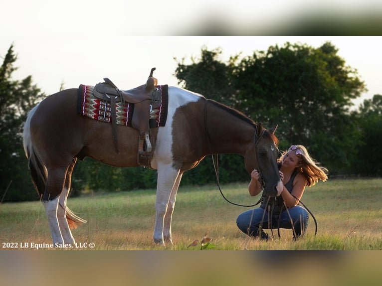 Paint Horse Caballo castrado 9 años 168 cm in Terrell, TX