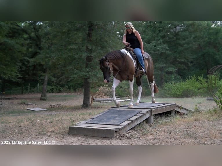 Paint Horse Caballo castrado 9 años 168 cm in Terrell, TX