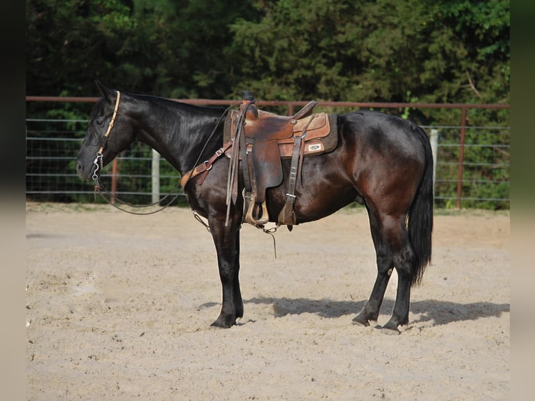 Paint Horse Caballo castrado 9 años Negro in Grapeland tX