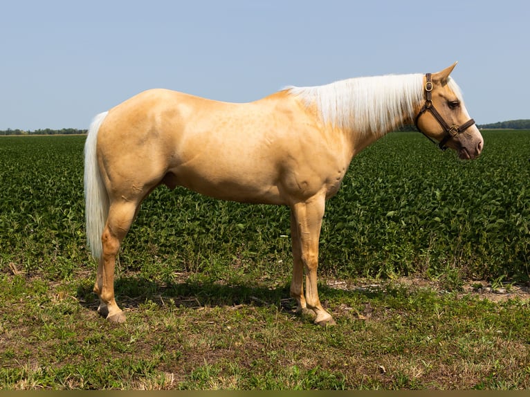 Paint Horse Caballo castrado 9 años Palomino in Gibsonburg