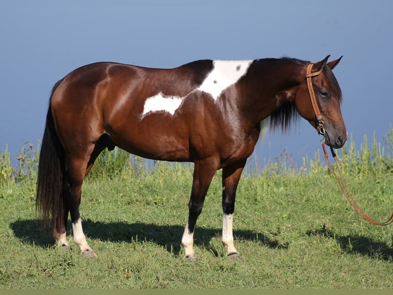 Paint Horse Caballo castrado 9 años Tobiano-todas las-capas in Whitley City KY