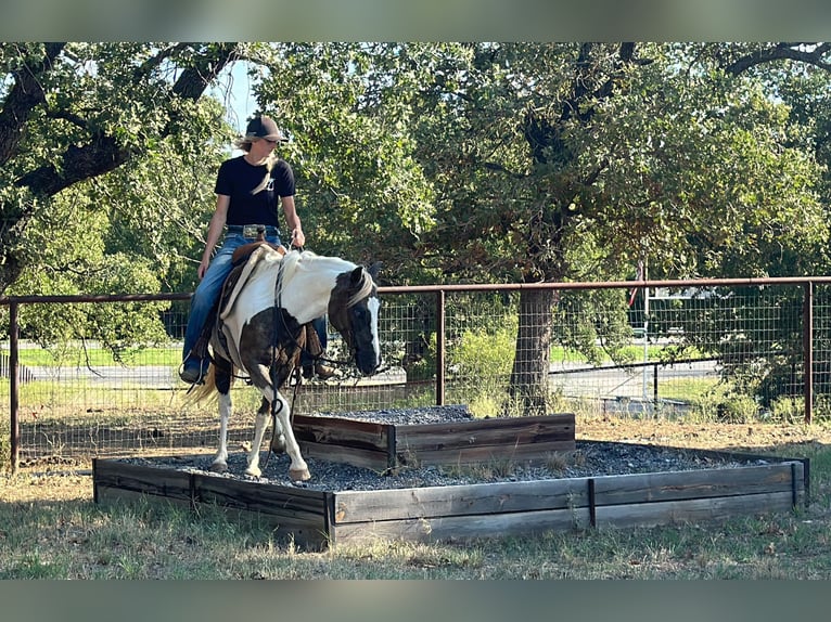Paint Horse Castrone 10 Anni 135 cm Tobiano-tutti i colori in Byers TX