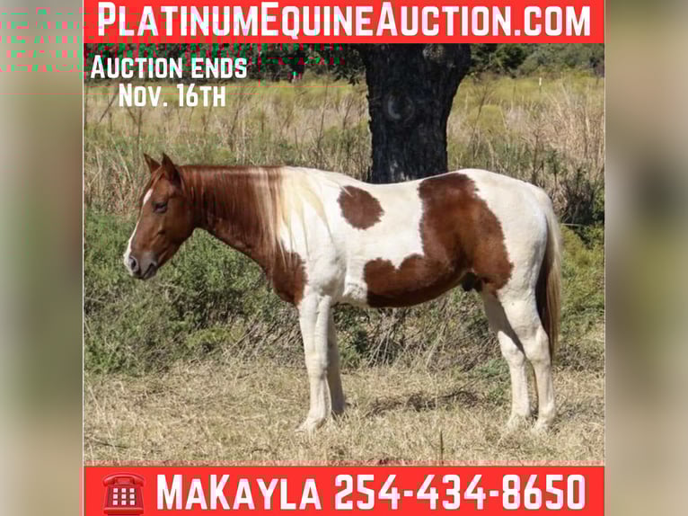 Paint Horse Castrone 10 Anni 142 cm Tobiano-tutti i colori in Poolville KY