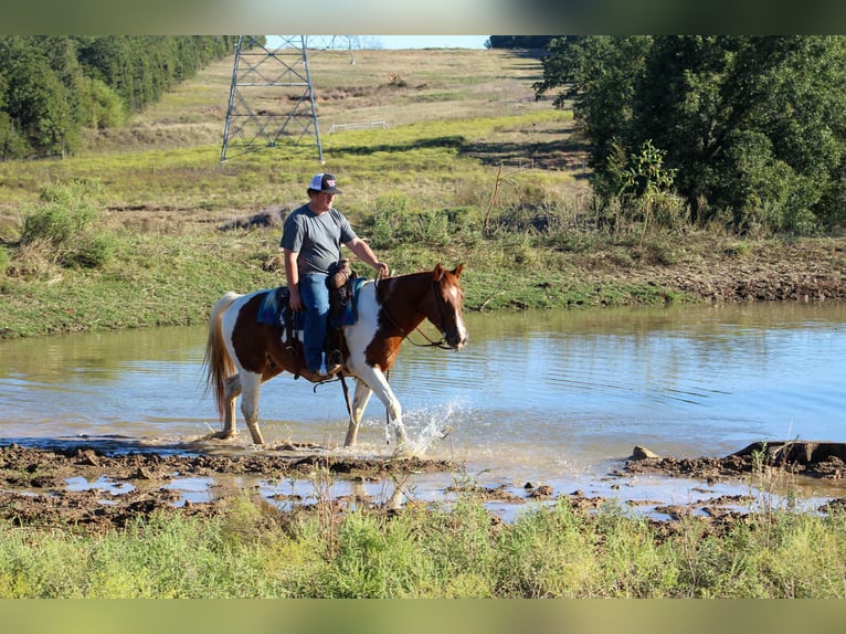 Paint Horse Castrone 10 Anni 142 cm Tobiano-tutti i colori in Poolville KY