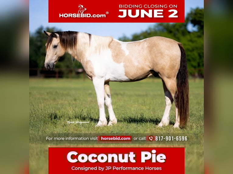 Paint Horse Castrone 10 Anni 147 cm in Weatherford, TX