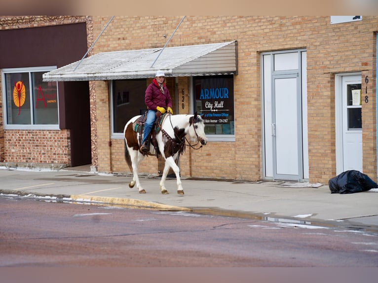 Paint Horse Castrone 10 Anni 152 cm in Corsica, SD