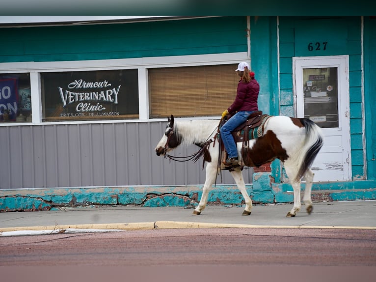 Paint Horse Castrone 10 Anni 152 cm in Corsica, SD