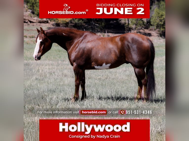 Paint Horse Castrone 10 Anni 152 cm in Camp Verde, AZ