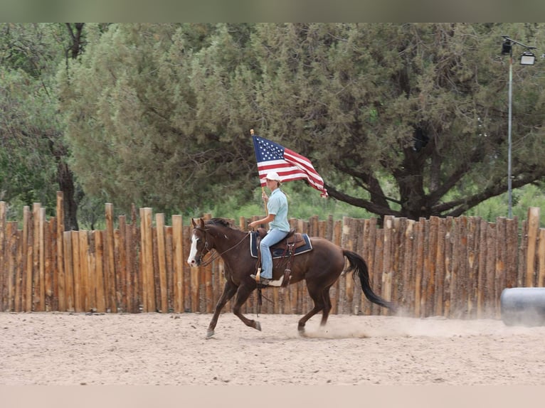 Paint Horse Castrone 10 Anni 152 cm in Camp Verde, AZ
