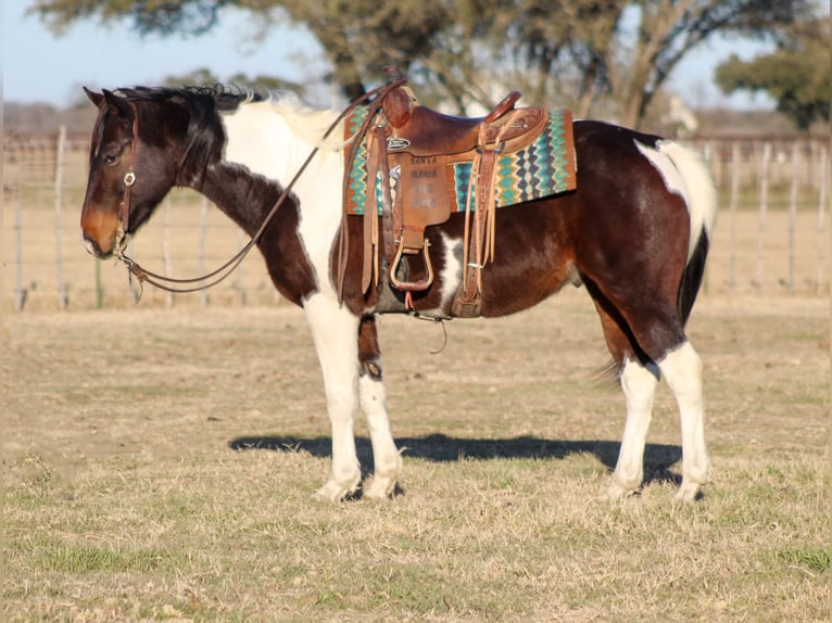 Paint Horse Castrone 10 Anni 152 cm in Stephenville, TX