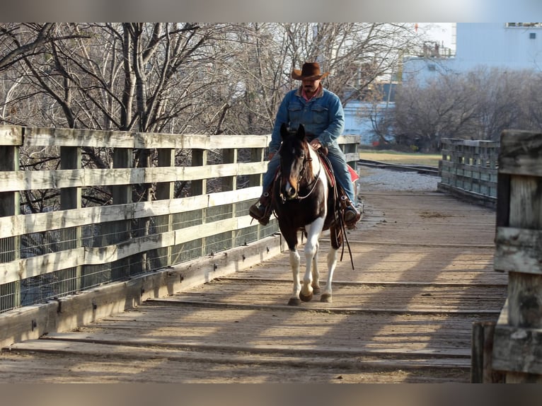 Paint Horse Castrone 10 Anni 152 cm in Stephenville, TX