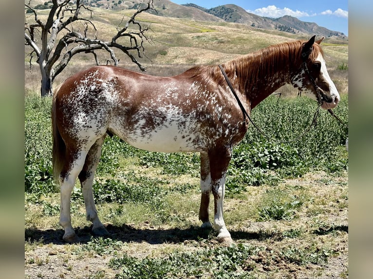 Paint Horse Castrone 10 Anni 152 cm Sauro scuro in Bitterwater CA