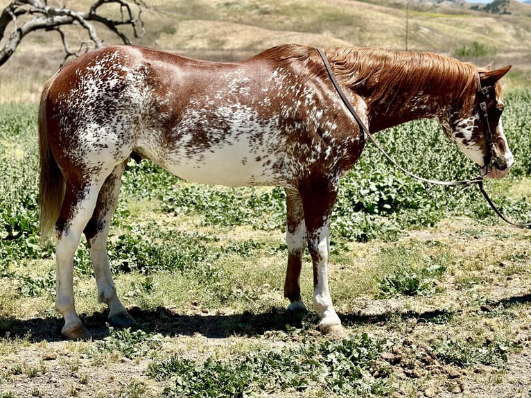 Paint Horse Castrone 10 Anni 152 cm Sauro scuro in Bitterwater CA