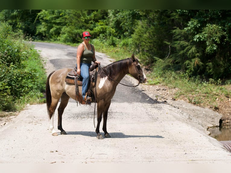 Paint Horse Castrone 10 Anni 155 cm Grullo in Canyon TX